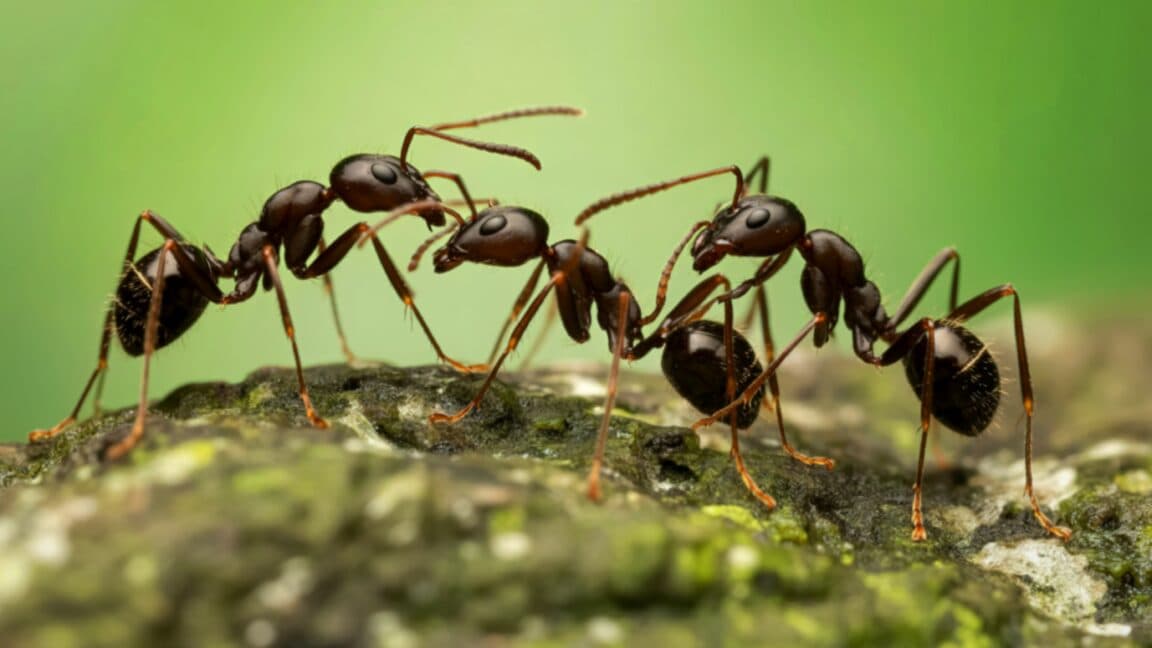 The evolution of expendability: Why some ants traded armor for numbers - Ars Technica