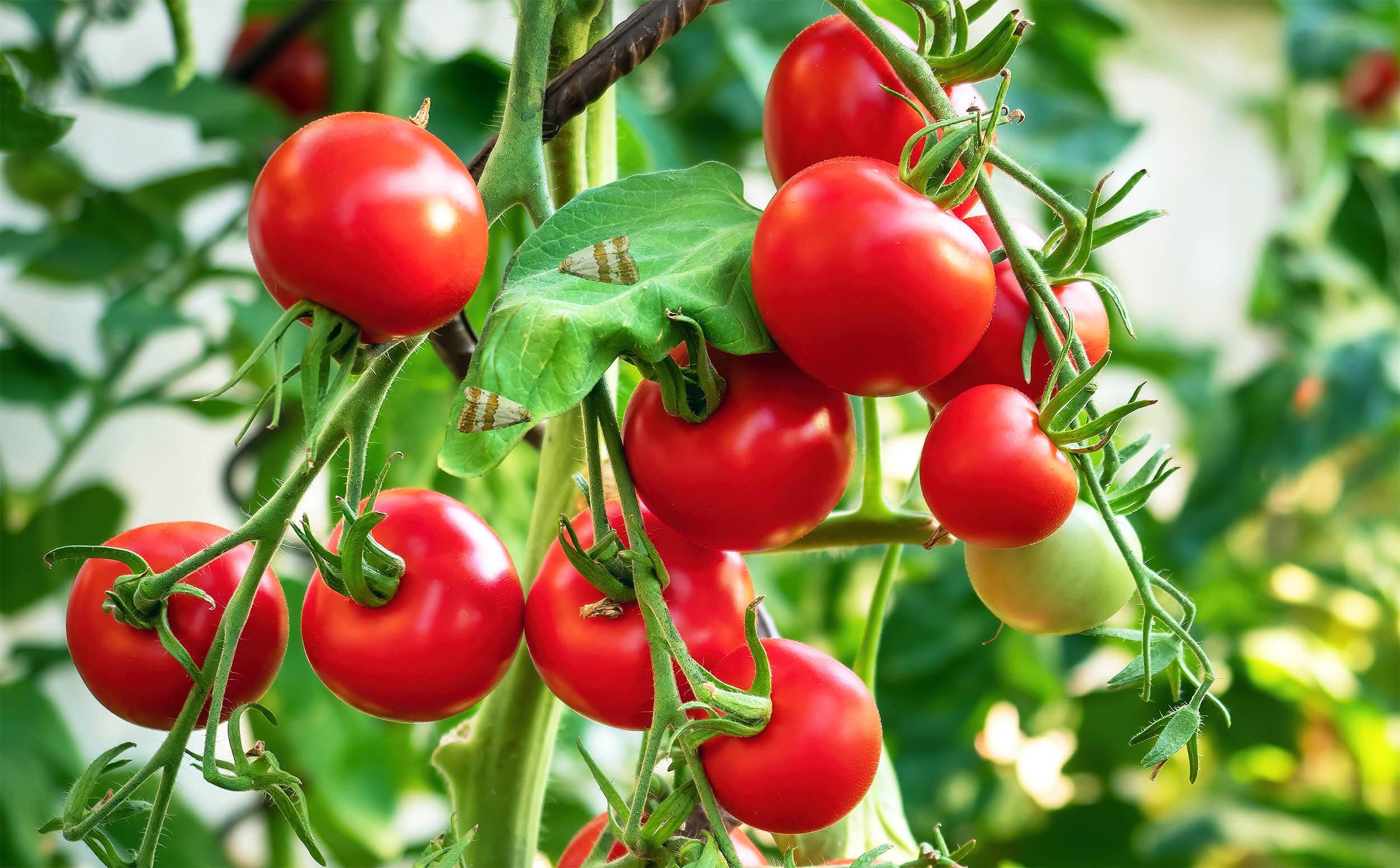 Insects listen to plants 'talking' before deciding where to lay eggs, breakthrough study shows - Earth.com