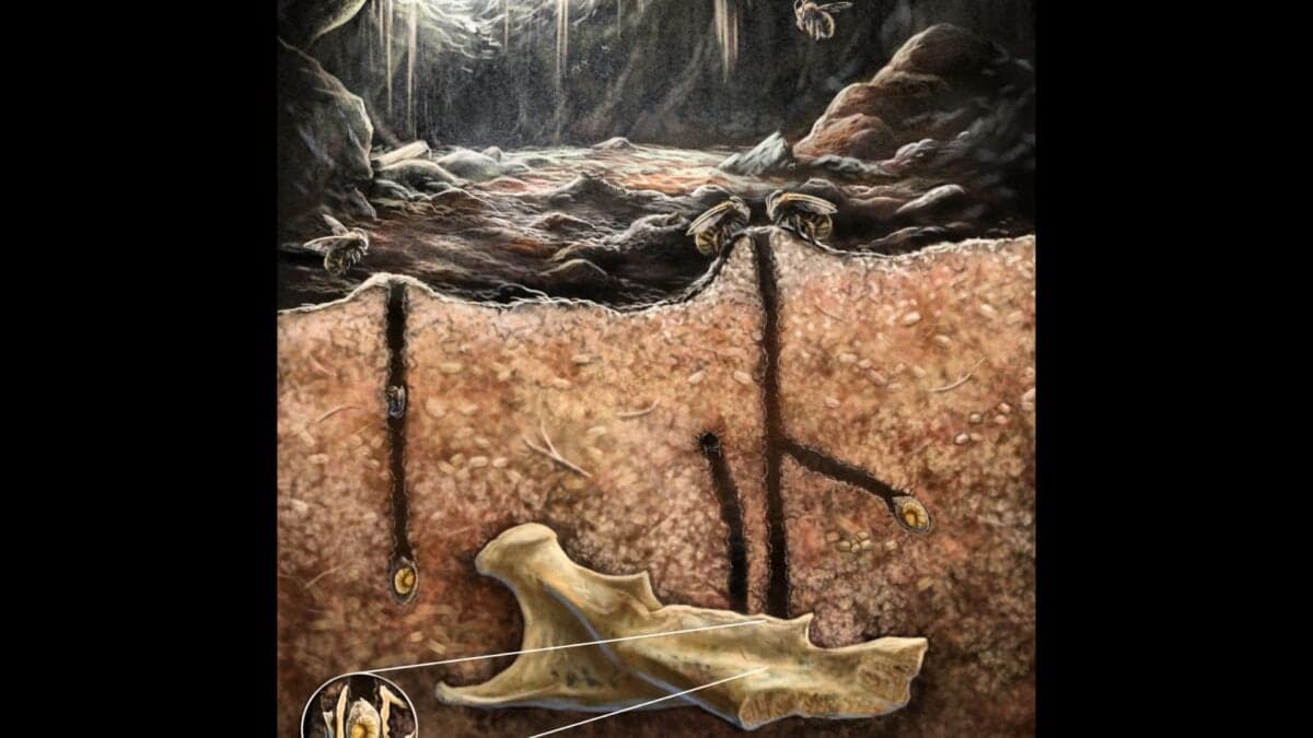 Fossilized Bee Nests Inside Skeletons Are Unlike Anything We’ve Seen Before - Gizmodo