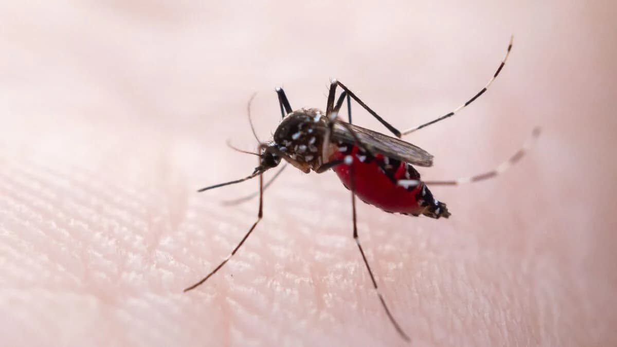 Dengue Is Surging in Florida—and It’s Claimed Its First Life in Nearly 100 Years - Gizmodo