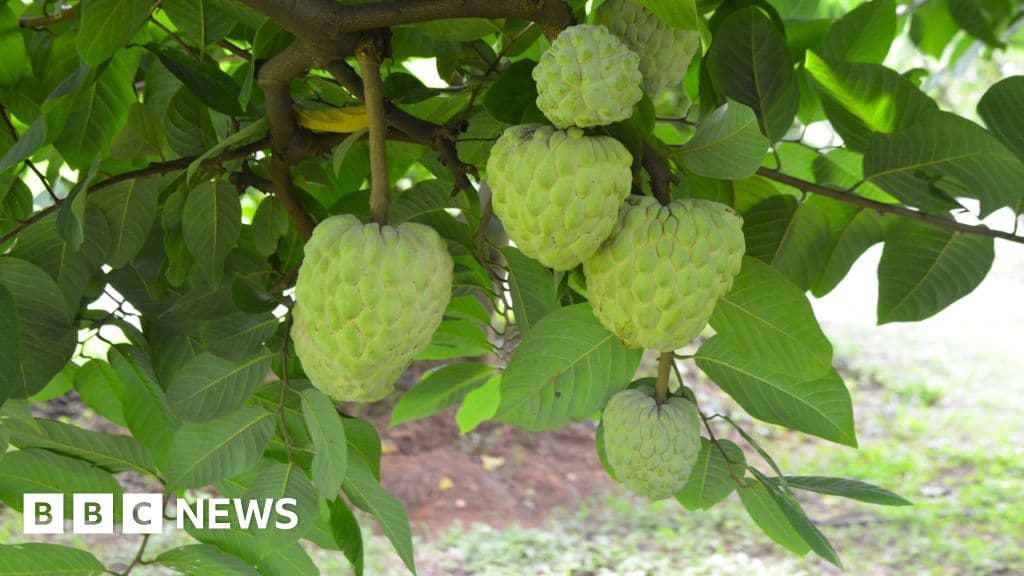 Custard apples: The crop that thrives in the toughest conditions - BBC