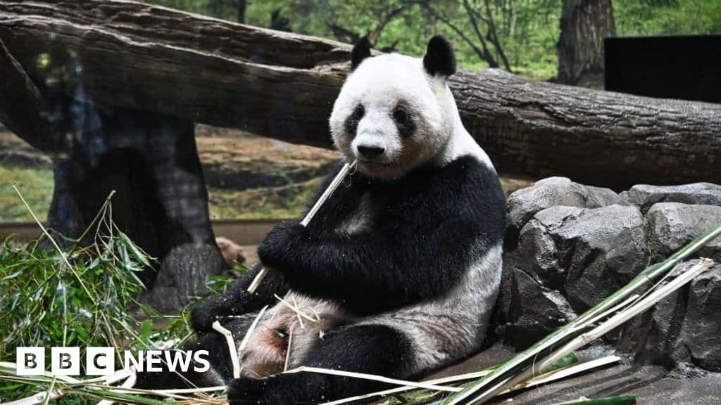 Japan returns pandas to China amid strained ties - BBC