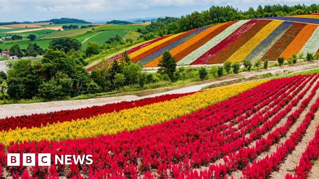 Japan's gamble to turn island of flowers into global chip hub - BBC