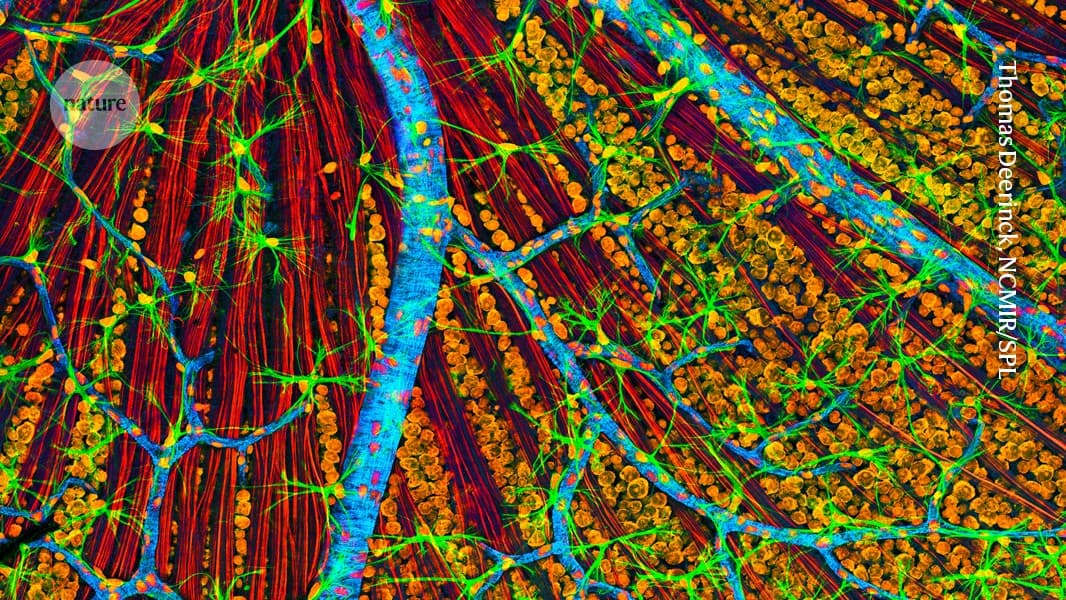 World-first: therapy to make cells young again given to a person - Nature