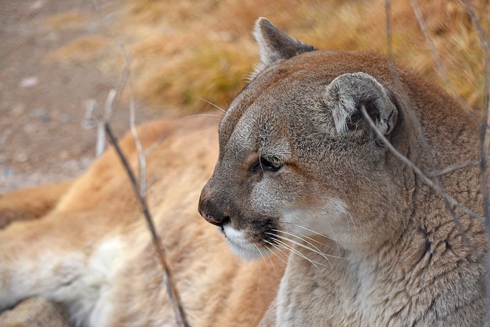 Woman killed in suspected mountain lion attack while hiking in northern Colorado - The Colorado Sun