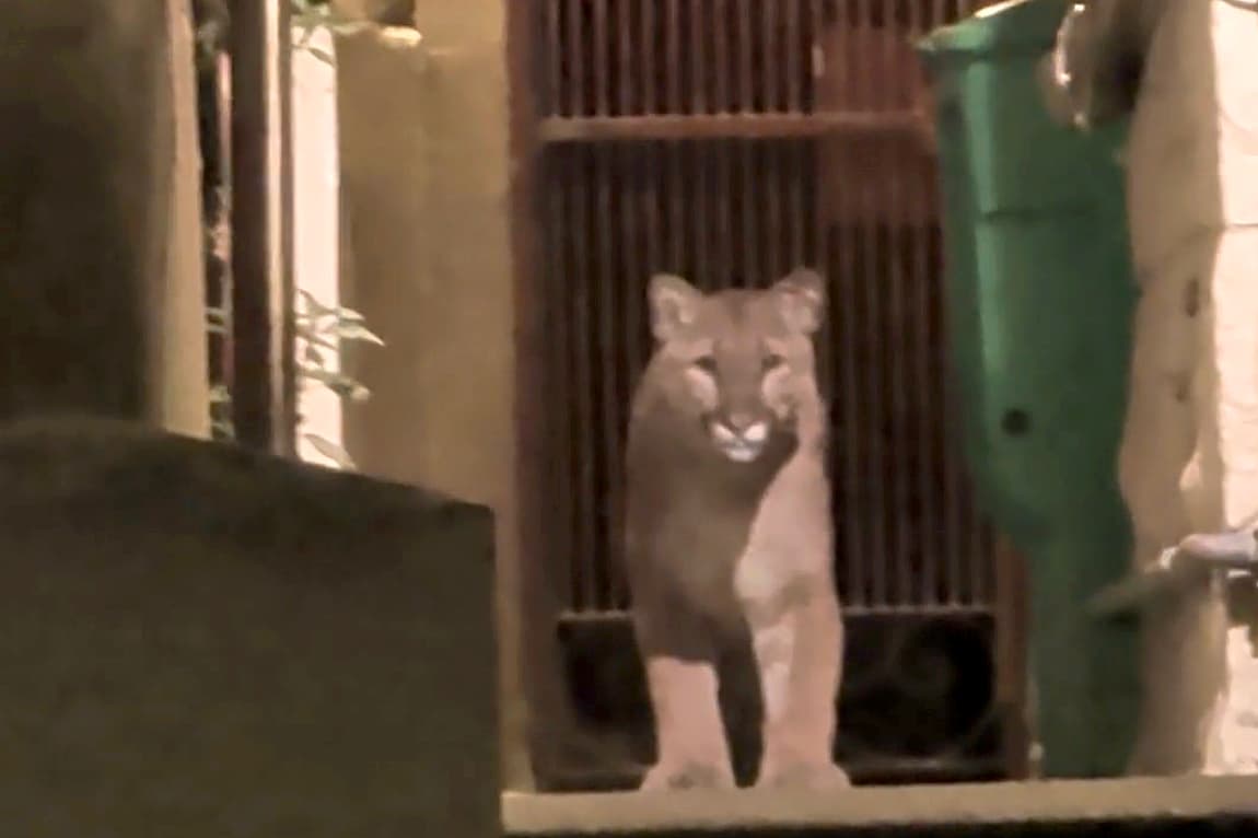 'Majestic' mountain lion captured after hourslong SF standoff - SFGATE