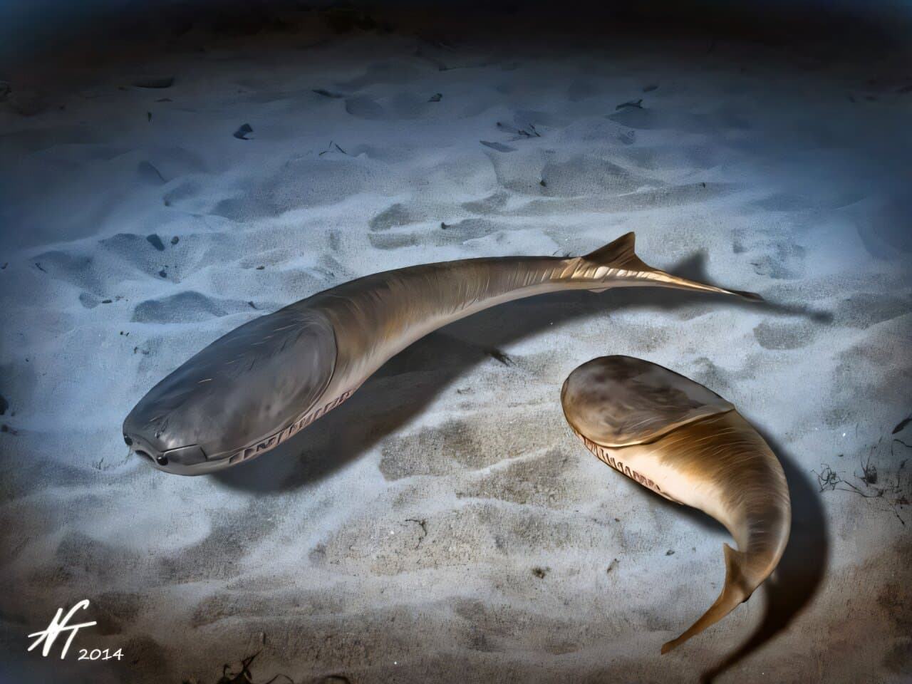 The 'Age of Fishes' began with mass death, fossil database reveals - Phys.org