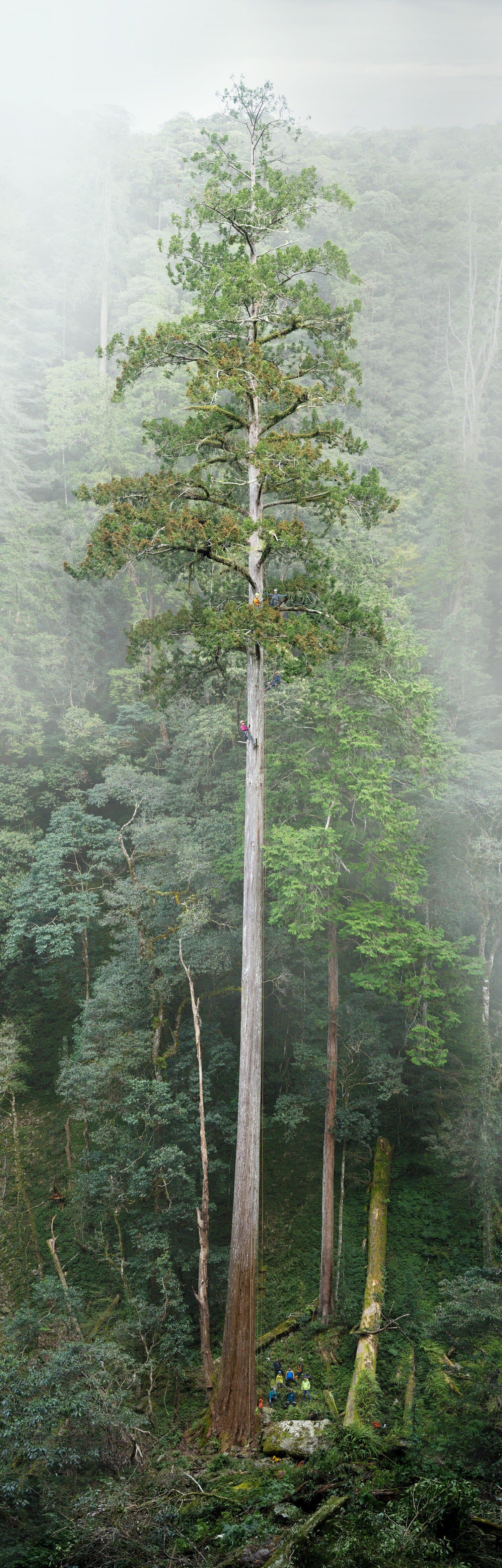 'The Heaven Sword' crowned as East Asia's tallest tree after a nearly decade-long search - Phys.org