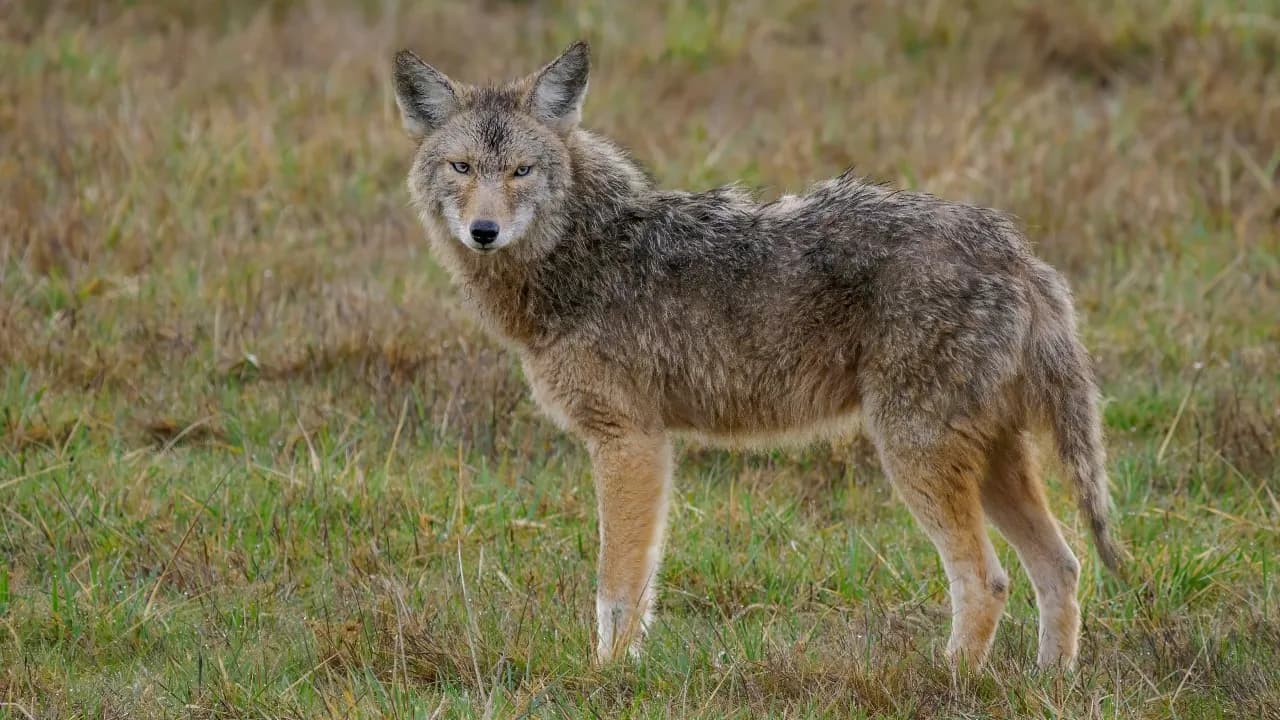 Viral wildlife video captures coyote launching itself into the air to snatch a pear off a tree - Fox News
