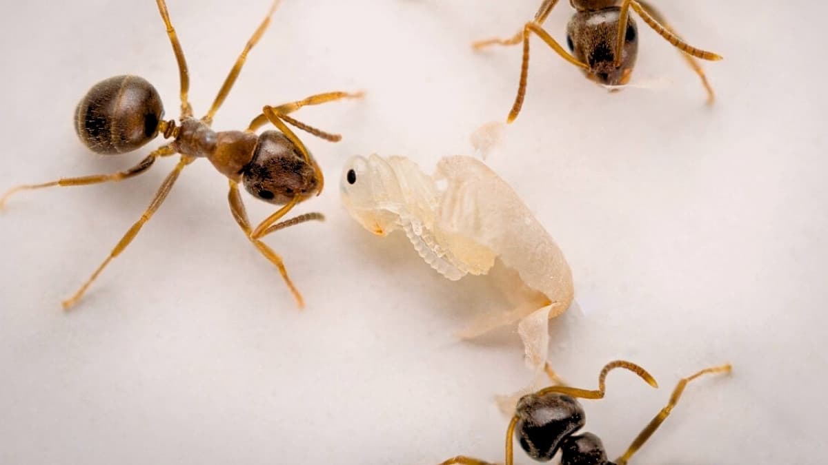 Young Ants Beg For Death When Sick, New Study Reveals - ScienceAlert